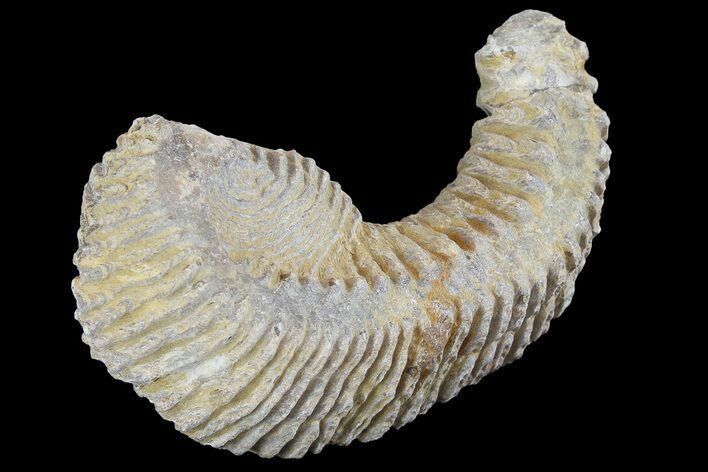 Cretaceous Fossil Oyster (Rastellum) - Madagascar #177675